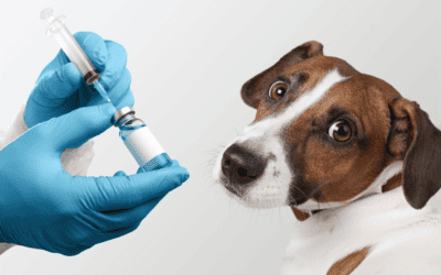 Protecting Our Furry Friends with Immunizations