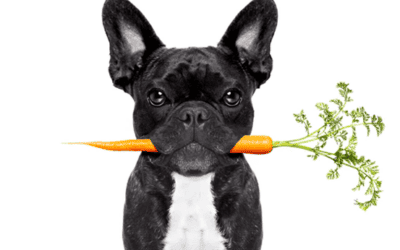 The Benefits of Grain Free Treats For Your Pup