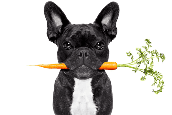 The Benefits of Grain Free Treats For Your Pup
